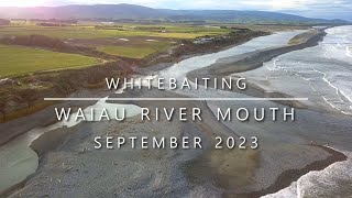 Whitebaiting the Waiau River Southland  September 2023 064 [upl. by Ahseem559]