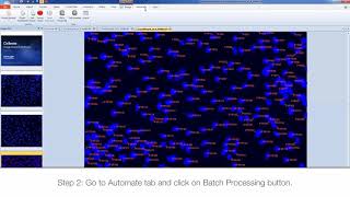 Batch processing Celleste Image Analysis Software [upl. by Einal506]