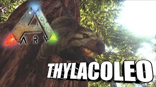 Taming A Thylacoleo  Ark Survival Evolved  The Island [upl. by Madeline]