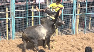 Trichy Kattur Jallikattu 2023 Videos 02  திருச்சி காட்டூர் ஜல்லிக்கட்டு Videos 2023 02 [upl. by Larok554]