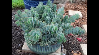 Kalanchoe panamensis aka Kalanchoe marnieriana propagation [upl. by Ymassej]