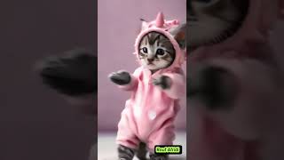 Kitty dancing 🐈💃 kitty kittydance kittycat cutcat viralcat viralshort trending cutecat [upl. by Letsyrc355]