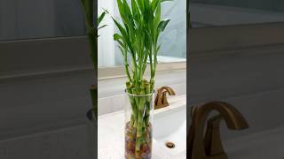 Water propagation lucky Bamboo care homedecor indoorplants happiness showpiece gardening diy [upl. by Led]