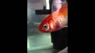 FIN ROT DROPSY AND RED VAINS ON GOLDFISH [upl. by Norehs511]