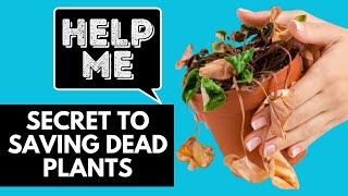 How to Revive A Dying Plant Genius Tricks You Won’t Believe It [upl. by Nolava960]