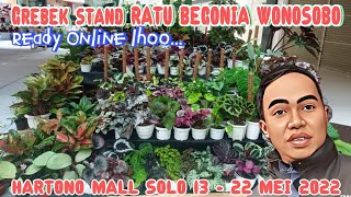 GREBEK STAND RATU BEGONIA WONOSOBO LIVE HARTONO MALL SOLO RAYA  13  22 Mei 2022  Harga Japri aja [upl. by Annaehs486]