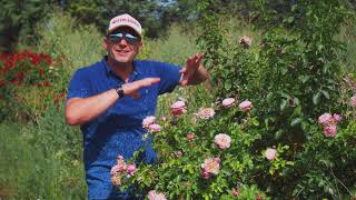 5 Meilland roses that perform well under extreme heat of 40 °C [upl. by Coral]