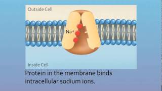 Sodium Potassium ATPase Pump [upl. by Aiak]