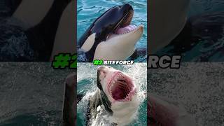 Killer Whale VS Great White Shark who will win [upl. by Jarrad]