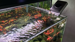 Chihiros colling fan aquascape [upl. by Eno164]