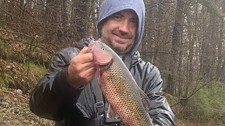 Full video of my very close to Vermont state record fallfish [upl. by Gan]