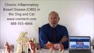 Chronic Inflammatory Bowel Disease CIBD in the Dog and Cat [upl. by Shalna673]