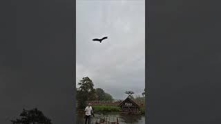 The Falconers Quest at Warwick Castle warwickcastle castle falconersquest [upl. by Shaw53]