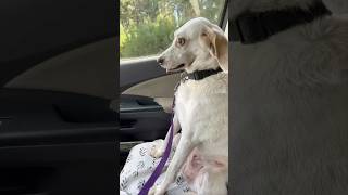 Her dog’s reaction after the vet is hilarious 😂 [upl. by Sigfried484]