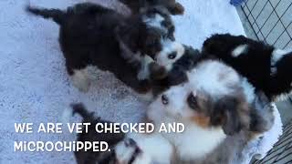 Miniature Bernedoodle Puppies Playing SD 480p [upl. by Egwan]