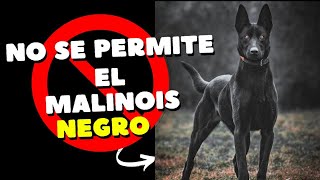 ¿EXISTE EL MALINOIS NEGRO aquí te lo contamos todo 😉 [upl. by Meador958]