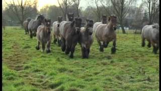 Belgian Draft Horses in Lippelo [upl. by Adnomal]