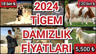 2024 TİGEM damızlık satış fiyatları güncellendi  Nasıl başvuru yapabilirim  Detaylı anlatım [upl. by Sucram]