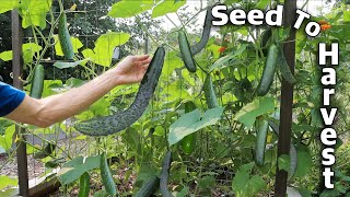 How to Grow Cucumbers Complete Growing Guide [upl. by Annoyik93]