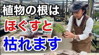 【ちょっと待った】実はその植え付け方間違ってます 【カーメン君】【園芸】【ガーデニング】【初心者】 [upl. by Terraj]