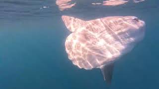 Hitching a ride on a Sunfish  Mola Mola [upl. by Eseerehc]