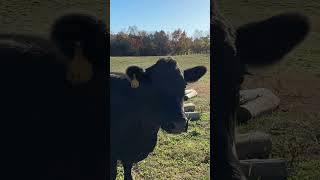 Getting Way Too Close to Our Angus Bull 😳🐂  Midwest Homesteading homesteading cow cattlefarm [upl. by Darees882]