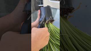 Have you seen Spider Plants Roots indoorplants houseplants plants [upl. by Whit821]