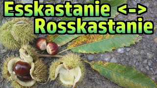 Esskastanie essbar vs Rosskastanie giftig №193 [upl. by Bruyn332]