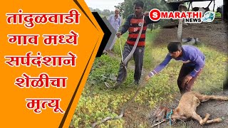 नांदगाव ता तांदुळवाडी गाव मध्ये सर्पदंशाने शेळीचा मृत्यू  S Marathi News  news snakerescue [upl. by Luar]