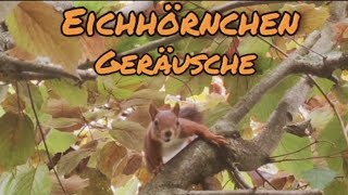 Die Laute des Eichhörnchens LoveNature Tierlaute Sciurusvulgaris [upl. by Venola901]