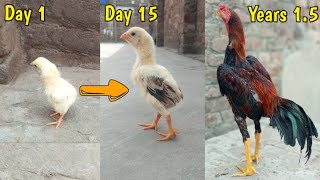 Chick growth stages day 1 to year 15  chick growing timelapse [upl. by Hardigg201]