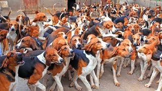 Охотничьи собаки породы ШЕВЕРНИ Франция Hunting dogs breed Cheverny France [upl. by Rehtnug]