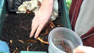 Earthworms Nearly FREE fish food [upl. by Leahcimluap]