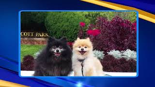 u local hot shot Dogs enjoy summer day in Prescott Park [upl. by Yttig748]