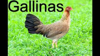 Gallinas Finas Seleccion Reproduccion Cria Razas Y Lineas [upl. by Iret]