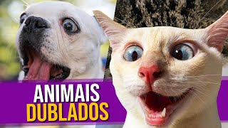 Animais Dublados Episódio 12 [upl. by Enoved227]