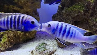 Epic African Cichlids Fight  Malawi Mbuna Cichlid Aggression [upl. by Nivak925]