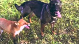 NOAHs Fakkeltog mot Pels  2013 Reven og hunden [upl. by Sheply622]