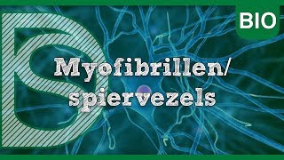 Examen biologie  Myofibrillenspiervezels Zenuwstelsel en spieren [upl. by Gairc]