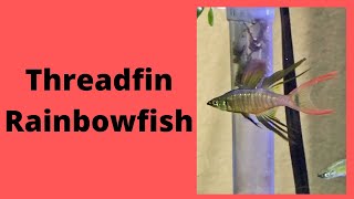 Threadfin Rainbowfish Care Guide [upl. by Ruthy]