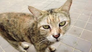 Very old street cat is looking for a meal [upl. by Ramonda]