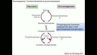 Medical Biochemistry Gluconeogenesis 2 SKILDUM [upl. by Neeuq]