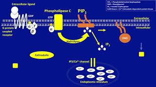 Second Messenger Pathway of IP3DAG [upl. by Gunar]