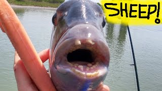 WHAT WAS THAT SHEEPSHEAD FISHING NORTH CAROLINA [upl. by Odie]