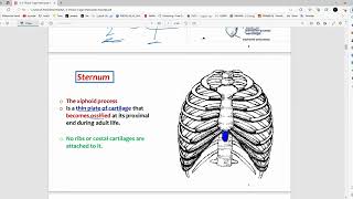 RS Anatomy  Thoracic Cage amp Intercostal Muscles  Mutah [upl. by Eseilenna]