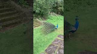 Peacock in Newstead abbey grounds Uk 642023 [upl. by Aronel952]