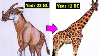 Evolution of the Giraffe 25  12 BC  History of Giraffe Giraffa Documentary video [upl. by Nylhtiak]