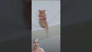 Moosa comedy 🤣funny shorts comedy rat viral ytshorts ganeshchaturthi trending funnyanimal [upl. by Obaza]