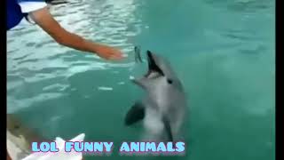 Hilarious Animal Voice Overs Tony Baker 😆 TonyBakercomedy [upl. by Illah602]