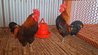 red jungle fowl rooster crowing sound effect [upl. by Enilrae]